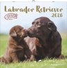 Labrador Retriever 2026 -... - Bild 1