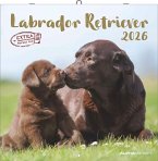 Labrador Retriever 2026 - Broschürenkalender 30x30 cm (30x60 geöffnet) - Kalender mit Platz für Notizen - Dachshund - Bildkalender - Wandplaner - Dackelkalender