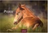 Pferde Kalender 2026 - Wandkalender  ... - Bild 1