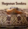 Hognose Snakes - Bild 1