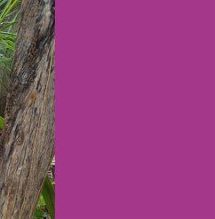 Cover Uma Mulher Chamada Jandira (eBook, PDF)