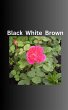Black White Brown (eBook, ePUB) - Bild 1
