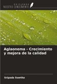 Aglaonema - Crecimiento y mejora de la calidad