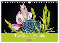 The Orchid Mantis (Wall Calendar 2026 DIN A4 landscape), CALVENDO 12 Month Wall Calendar