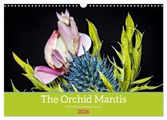The Orchid Mantis (Wall Calendar 2026 DIN A3 landscape), CALVENDO 12 Month Wall Calendar