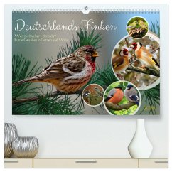 Deutschlands Finken (hochwertiger Premium Wandkalender 2026 DIN A2 quer), Kunstdruck in Hochglanz Deutschlands Finken (hochwertiger Premium Wandkalender 2026 DIN A2 quer), Kunstdruck in Hochglanz