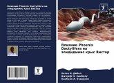 Vliqnie Phoenix Dactylifera na äpididimis krys Vistar Vliqnie Phoenix Dactylifera na äpididimis krys Vistar