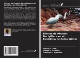 Efectos de Phoenix Dactylifera en el Epidídimo de Ratas Wistar Efectos de Phoenix Dactylifera en el Epidídimo de Ratas Wistar