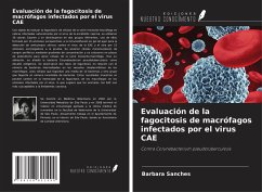 Evaluación de la fagocitosis de macrófagos infectados por el virus CAE - Sanches, Barbara