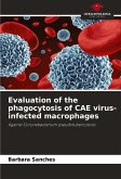 Evaluation of the phagocytosis of CAE virus-infected macrophages