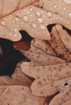 Cover Resistência Camponesa No Contexto Da Agricultura Capitalista (eBook, PDF)