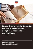 Remédiation de la toxicité du cadmium chez le sorgho à l'aide de mycorhizes