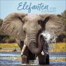 Elefanten 2026 - Bild 1