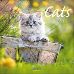 Cats 2026 Cats 2026