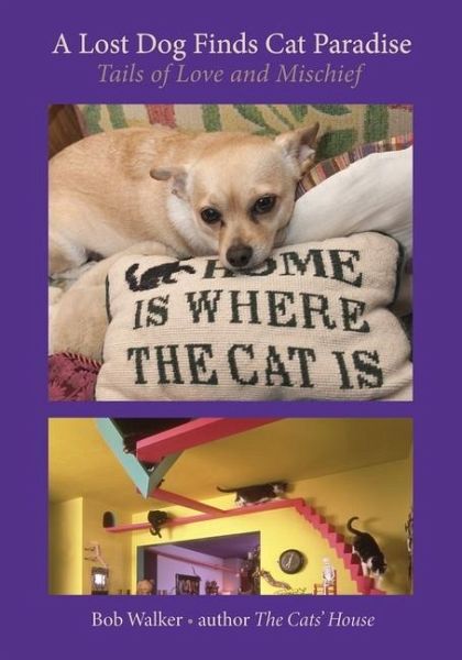 A Lost Dog Finds Cat Paradise A Lost Dog Finds Cat Paradise