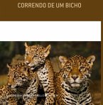 Correndo De Um Bicho (eBook, ePUB)