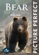 Bear (Picture Perfect Photo book)... - Bild 1