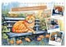 Katzenzauber - Katzenkalender mit... - Bild 1