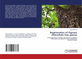 Regeneration of Fagraea Obtusifolia tree species