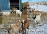 The Complete Guide to Goat Milk... - Bild 1