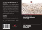 Les bactéries responsables de la vaginose