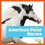 American Paint Horses American Paint Horses