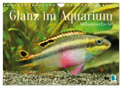 Glanz im Aquarium: Süßwasserfische (Wandkalender 2026 DIN A4 quer), CALVENDO Monatskalender - Calvendo