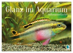 Cover Glanz im Aquarium: Süßwasserfische (Wandkalender 2026 DIN A3 quer), CALVENDO Monatskalender