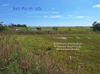 Salt Marsh Life (eBook, ePUB) Salt Marsh Life (eBook, ePUB)
