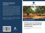 Kultivierung von Olivenbaum-Jungpflanzen angesichts des Klimawandels