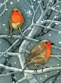 Wild Birds Pocket Notebook: Robin Wild Birds Pocket Notebook: Robin
