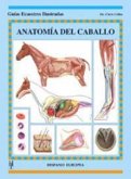 Anatomía del caballo Anatomía del caballo