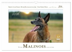 Cover Mit dem Malinois durch das Jahr (Wandkalender 2026 DIN A3 quer), CALVENDO Monatskalender