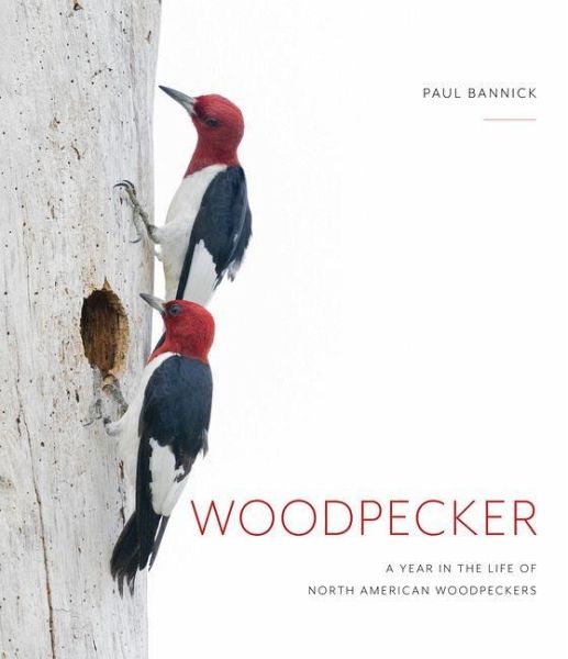 Woodpecker