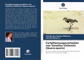 Fortpflanzungsverhalten von Vanellus Chilensis (Quero-quero) Fortpflanzungsverhalten von Vanellus Chilensis (Quero-quero)