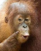 Glume bilingve (eBook, ePUB)