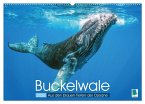 Buckelwale: Aus den blauen Tiefen der Ozeane (Wandkalender 2026 DIN A2 quer), CALVENDO Monatskalender