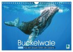 Buckelwale: Aus den blauen Tiefen der Ozeane (Wandkalender 2026 DIN A4 quer), CALVENDO Monatskalender