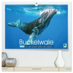 Buckelwale: Aus den blauen Tiefen der Ozeane (hochwertiger Premium Wandkalender 2026 DIN A2 quer), Kunstdruck in Hochglanz
