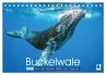 Buckelwale: Aus den blauen Tiefen der... - Bild 1