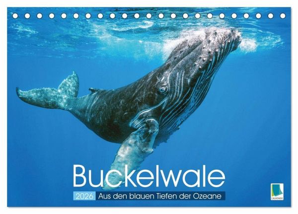 Buckelwale: Aus den blauen Tiefen der Ozeane (Tischkalender 2026 DIN A5 quer), CALVENDO Monatskalender