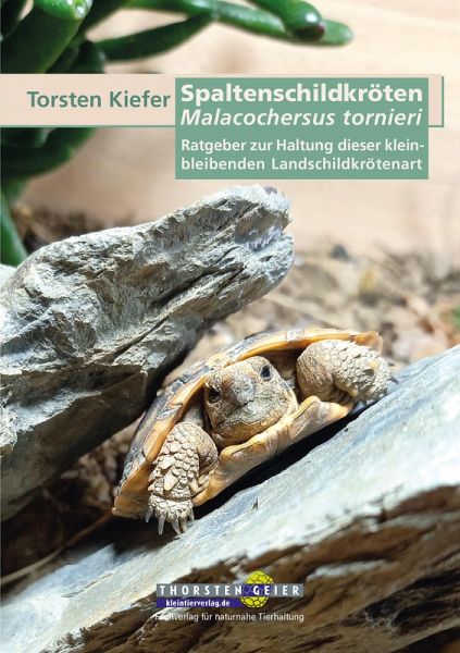 Spaltenschildkröten Malacochersus tornieri Spaltenschildkröten Malacochersus tornieri