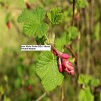 New World Order 2024 March (MP3-Download)