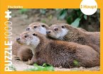 Fischotter - Puzzle