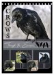 Crows - Through the Seasons (Desk... - Bild 1