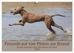Freunde auf vier Pfoten am Strand (Wandkalender 2026 DIN A2 quer), CALVENDO Monatskalender
