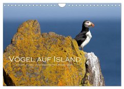 Vögel auf Island (Wandkalender 2026 DIN A4 quer), CALVENDO Monatskalender Vögel auf Island (Wandkalender 2026 DIN A4 quer), CALVENDO Monatskalender