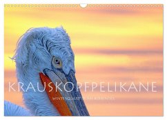Krauskopfpelikane (Wandkalender 2026 DIN A3 quer), CALVENDO Monatskalender Krauskopfpelikane (Wandkalender 2026 DIN A3 quer), CALVENDO Monatskalender