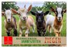 Ziegen - Bocksprung durch das Jahr... - Bild 1