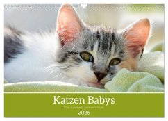 Katzenbabys (Wandkalender 2026 DIN A3 quer), CALVENDO Monatskalender